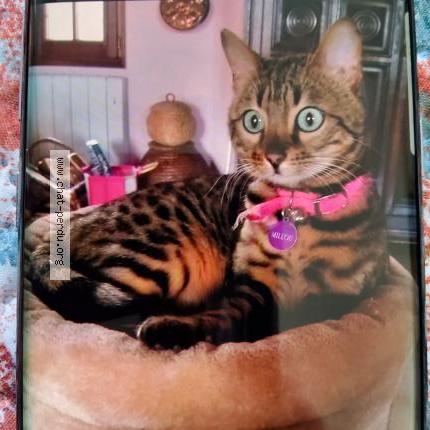 Photo 1/1 MILLIOU Chat lost in Plazac