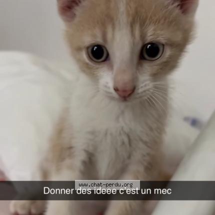 Photo 1/1 Cersart Chat lost in Beziers