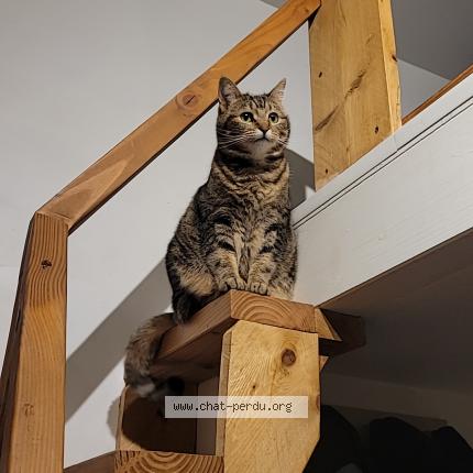 Photo 1/1 Damso Chat lost in Marseille