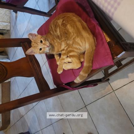 Photo 1/1 Sly Chat lost in La sauziere st jean