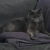 Picture of cat lost at Montpellier