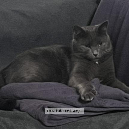 Photo 1/1 Pacha Chat lost in Montpellier