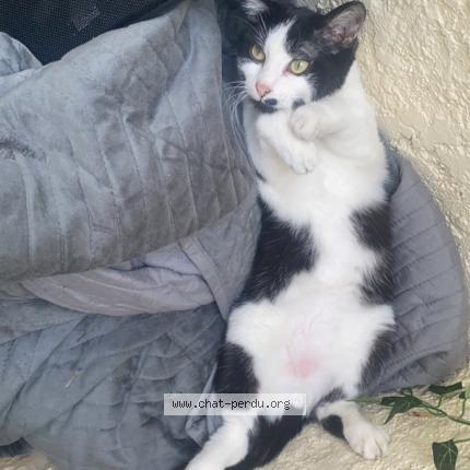 Photo 1/1 Cookie Chat lost in Saint quentin