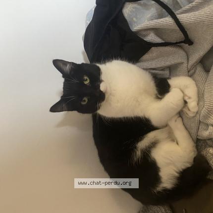 Photo 1/1 Malice Chat lost in Villeneuve l archeveque