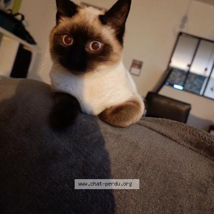 Photo 1/1 Praline Chat lost in Sore