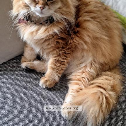 Photo 1/1 Ruby Chat lost in Amiens