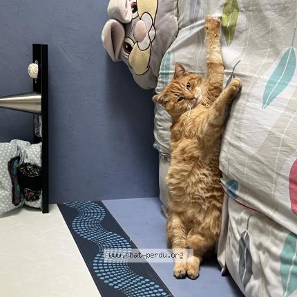 Photo 1/1 Figaro ou fifi Chat lost in Arbois