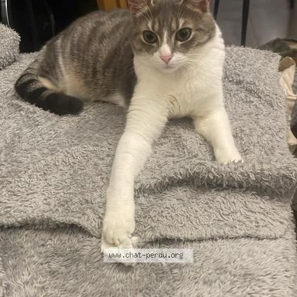 Photo 1/1 Lola Chat lost in Nanterre