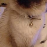 Picture of cat lost at Marseille