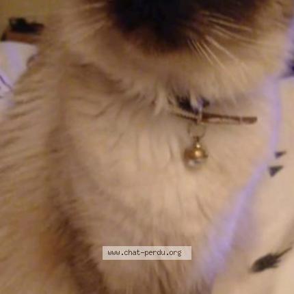 Photo 1/1 Sitta Chat lost in Marseille