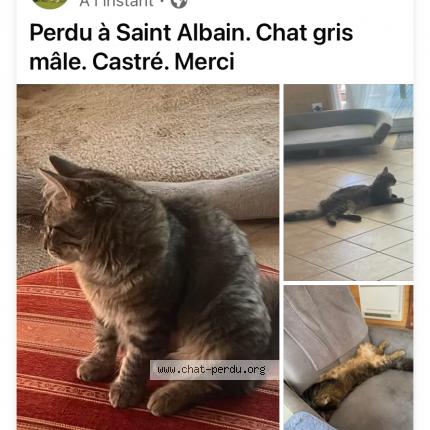 Photo 1/1 Willy Chat lost in Saint albain