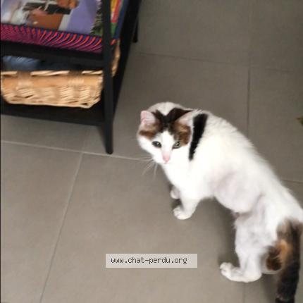 Photo 1/1 Pashmyna Chat lost in Avon