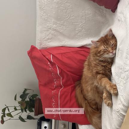 Photo 1/1 Tupac Chat lost in Avignon