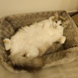 Picture of cat lost at Plassay