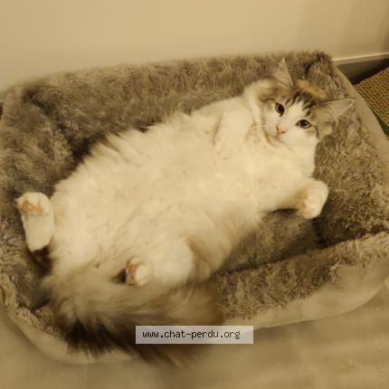 Photo 1/1 Snow Chat lost in Plassay