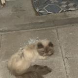 Picture of cat found at Montreuil