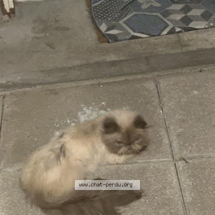 Photo 1/1 Found cat Found in Montreuil