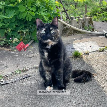 Photo 1/2 Soso Chat lost in Auchay sur vendee
