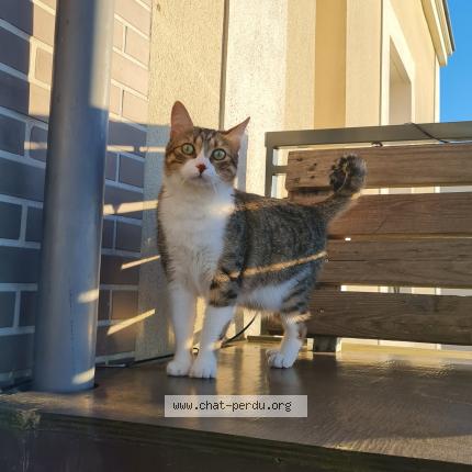 Photo 1/1 Rocket Chat lost in Annecy le vieux