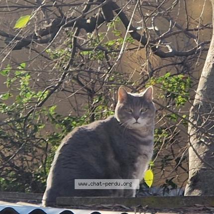 Photo 1/1 Cat reunited Lost in Toulon