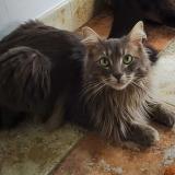 Picture of cat lost at 17220 Clavette