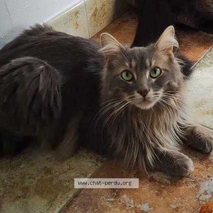 Photo 1/1 Cat reunited Lost in 17220 clavette