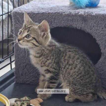 Photo 1/1 Found cat Found in Saint jacques de la lande