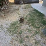 Picture of cat found at Marignane