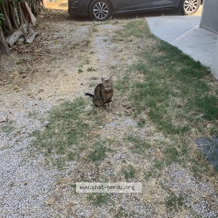 Photo 1/1 Found cat Found in Marignane