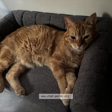 Photo 1/1 Vagabond Chat lost in Thiais