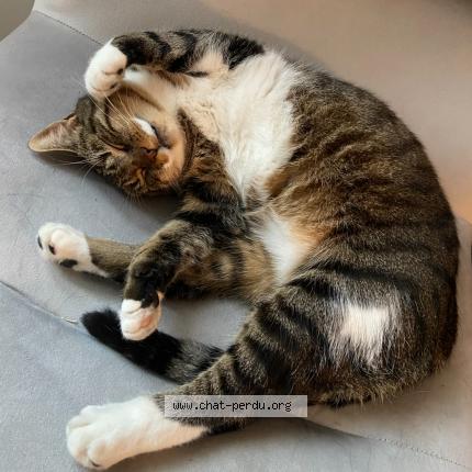 Photo 1/1 MOMO Chat lost in Soisy sous montmorency