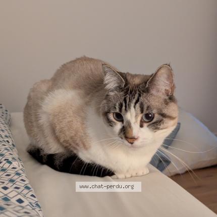 Photo 1/1 Yuki Chat lost in Rouen