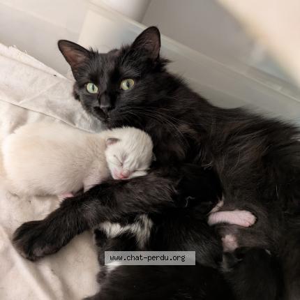 Photo 1/1 Bibicha Chat lost in Les gonds