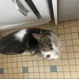 Picture of cat found at Paris