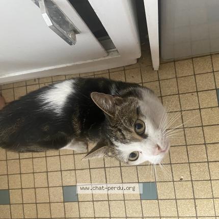 Photo 1/1 Found cat Found in Paris