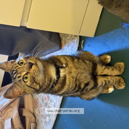 Photo 1/1 Happy Chat lost in Paris