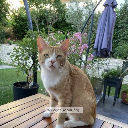 Photo 1/1 Orph&eacute; Chat lost in Les sables dolonne