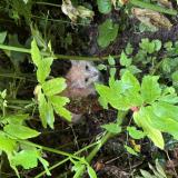 Picture of cat found at Vaires Sur Marne