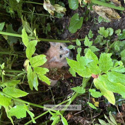 Photo 1/1 Found cat Found in Vaires sur marne