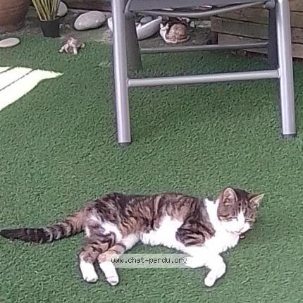 Photo 1/1 Coline Chat lost in Le perron