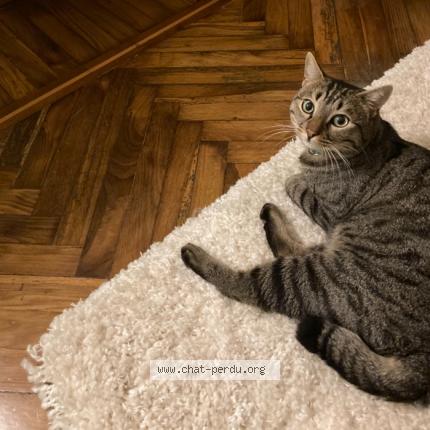 Photo 1/1 Mio Chat lost in Grosseto prugna porticcio