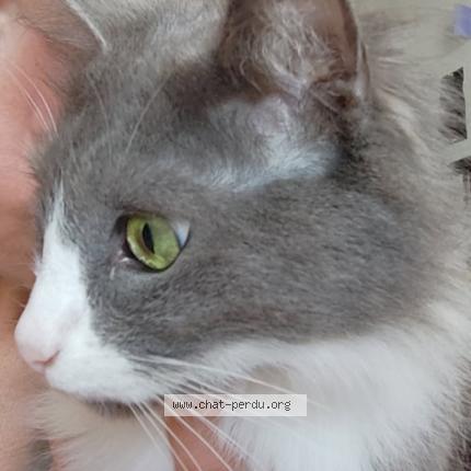 Photo 1/1 Petit pied Chat lost in Castelnaudary