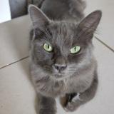 Picture of cat found at Montargis