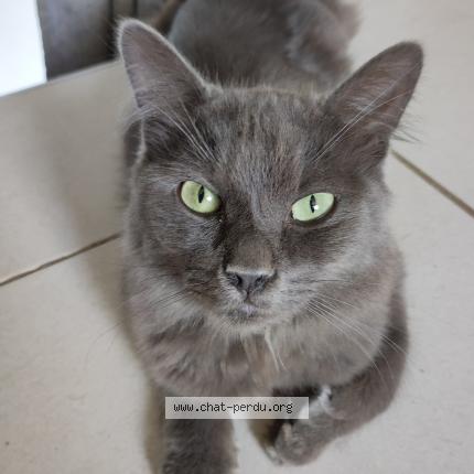 Photo 1/1 Found cat Found in Montargis