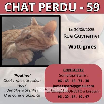 Photo 1/1 Poutine Chat lost in Wattignies