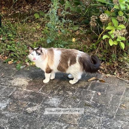 Photo 1/1 Poppy Chat lost in Villemoisson sur orge