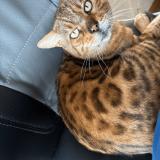 Picture of cat lost at Saint Clement De Riviere