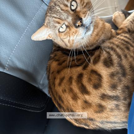 Photo 1/1 Messi Chat lost in Saint clement de riviere