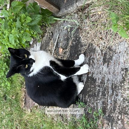 Photo 1/1 Gribouille Chat lost in Chateauroux