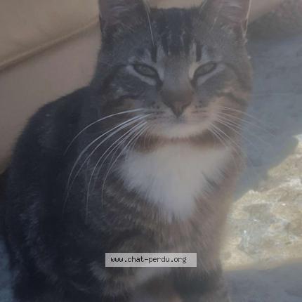 Photo 1/1 Tsuki Chat lost in Charleroi couillet